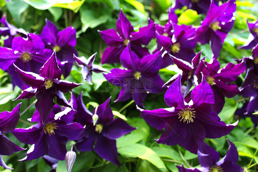 Clematis 花朵紫色树叶花园花瓣园艺热带香水异国花束园林图片