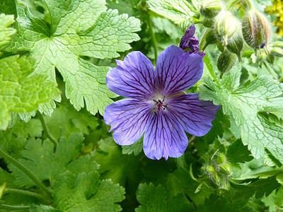 紫花朵花瓣绿色紫色背景图片