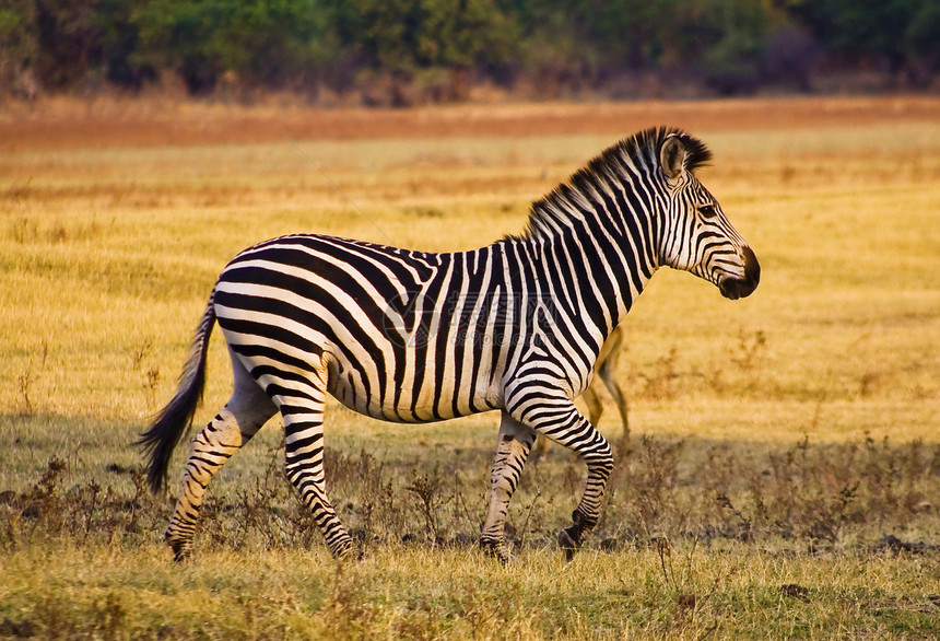 Zebra 正在运行草地动物国家公园野生动物绿色平原哺乳动物马属荒野图片