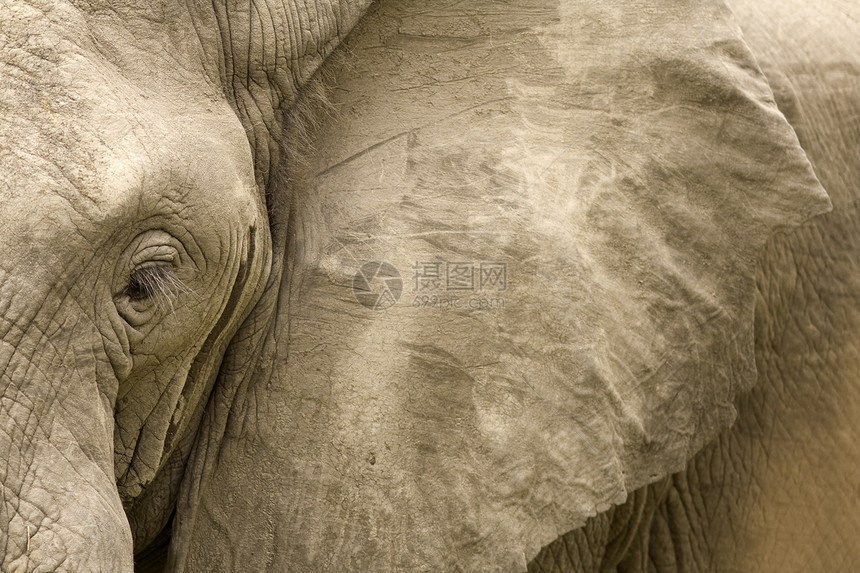 大象细节耳朵野生动物哺乳动物厚皮白色力量动物食草象牙獠牙图片