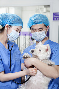 兽医检查犬协会医学动物医院保健职业医疗主人年轻人口罩检查背景图片