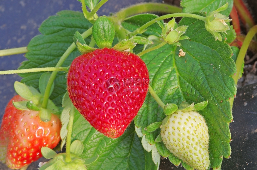 温室草莓植物群收成花园植物种植园农业浆果甜点饮食农场图片