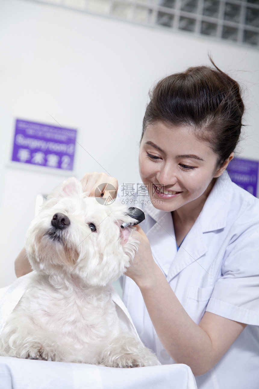 兽医办公室的狗保健头发宠物医生微笑考场医院医疗摄影动物图片