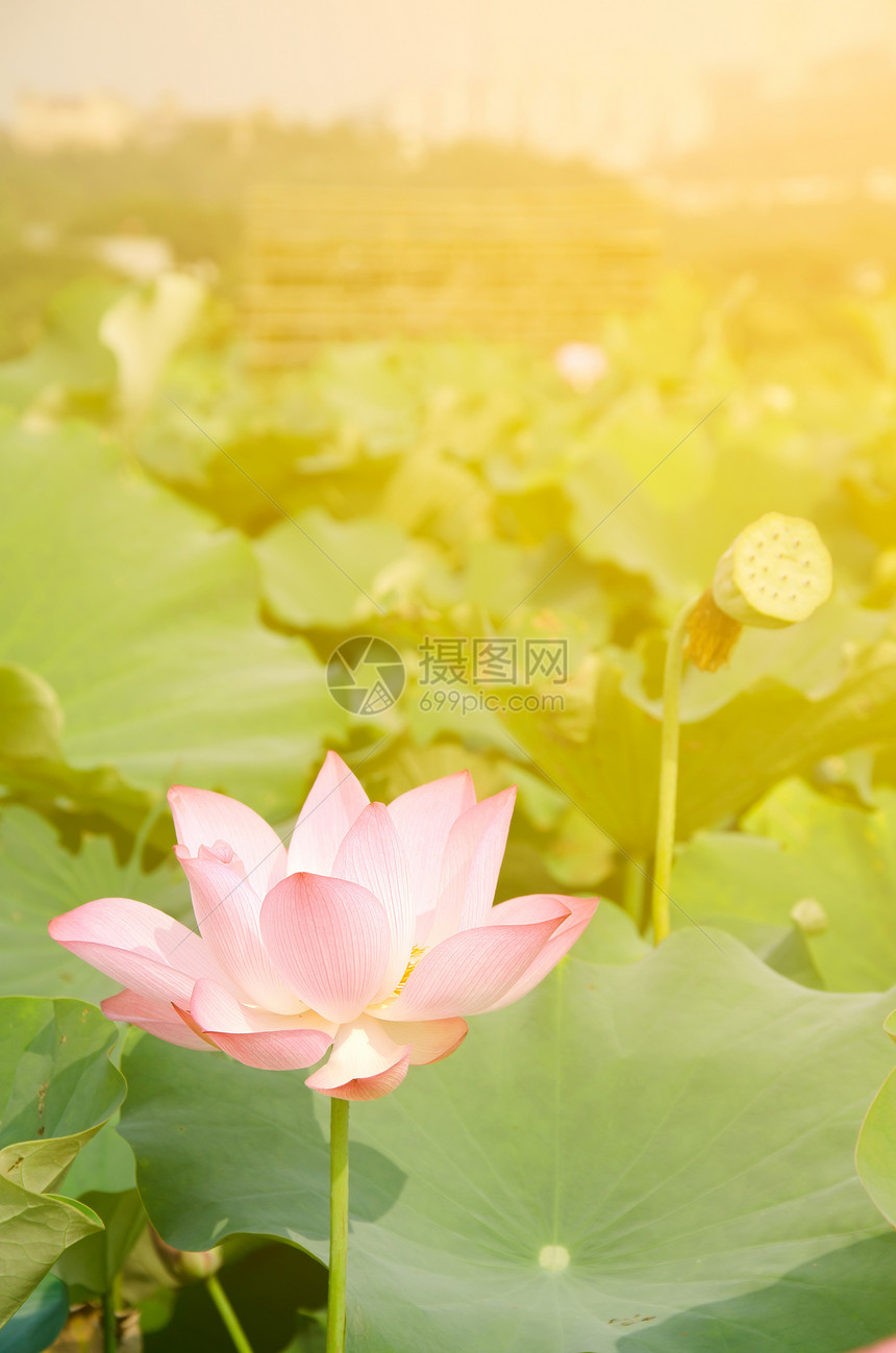 早月莲花瓣阳光植物群植物精神热带美丽百合场地牧歌图片