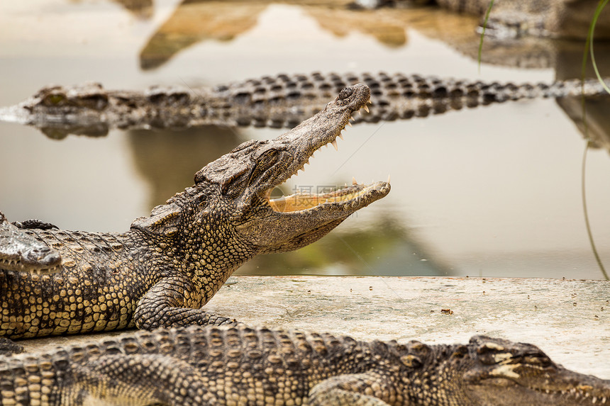 鳄鱼荒野两栖动物狩猎危险隐藏牙齿动物热带野生动物力量图片