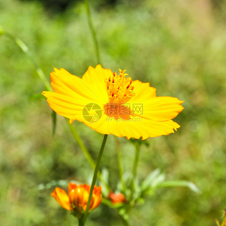 黄色宇宙花朵热带橙子植物群花粉活力晴天场地植物花园花瓣图片