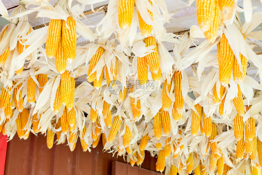 干玉米干货外观作物水平植物庄稼房子食物摄影晴天图片