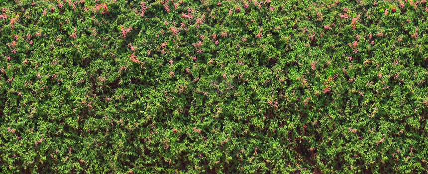 在印度奥罗维尔长城的绿墙上布着盛开的植物房子公园卷曲清凉阴影园艺别墅装潢旅行树叶图片