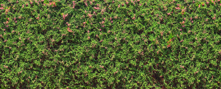 双奥之城在印度奥罗维尔长城的绿墙上布着盛开的植物房子公园卷曲清凉阴影园艺别墅装潢旅行树叶背景