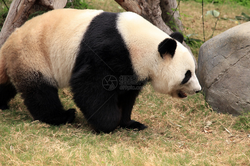 大熊猫绿色植物视图毛皮叶子树叶森林荒野成人食物野生动物图片