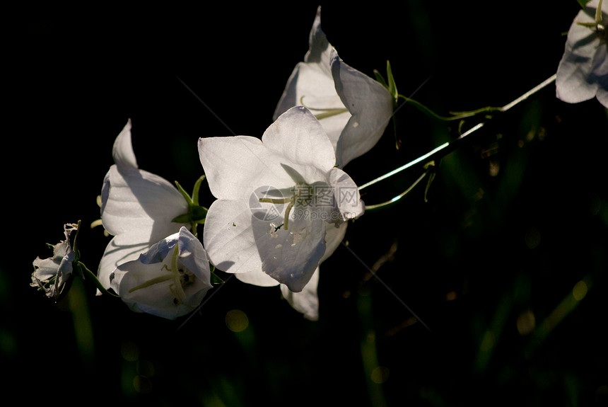 秋花花园白色植物群图片