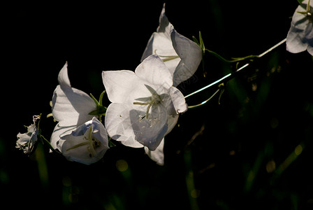 秋花花园白色植物群背景图片