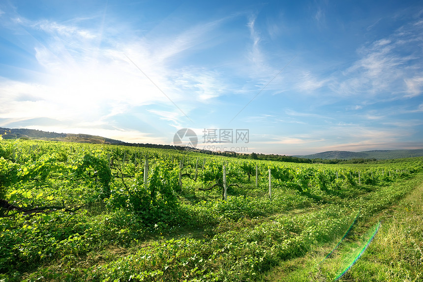 山中的葡萄园风景农场旅游蓝天藤蔓蓝色农业美化场地天空图片