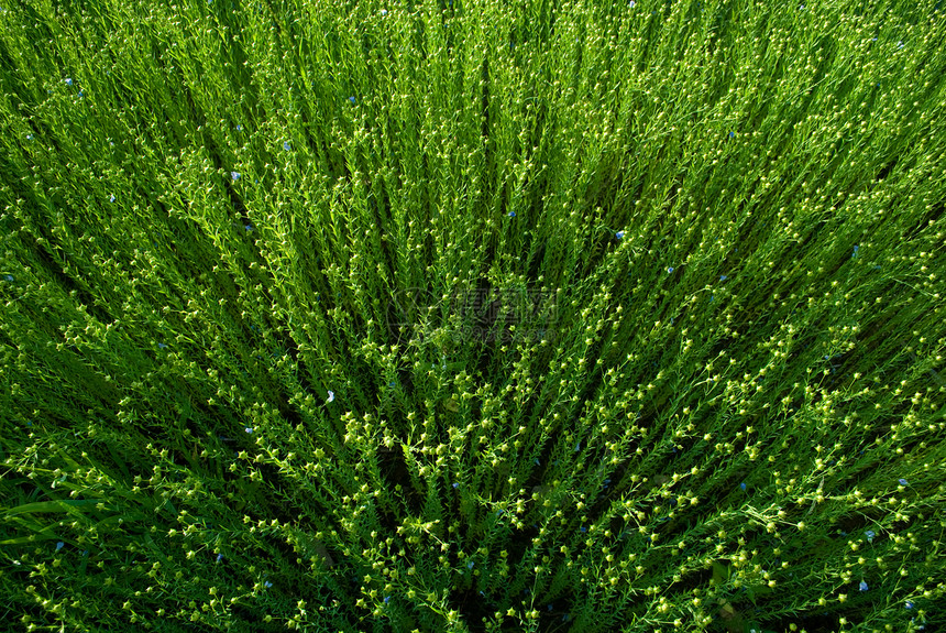 松软字段绿色场地农业花朵植物群纺织品图片