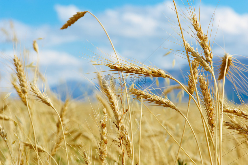 开米小麦面包谷物稻草背景场地季节植物生长粮食土地图片