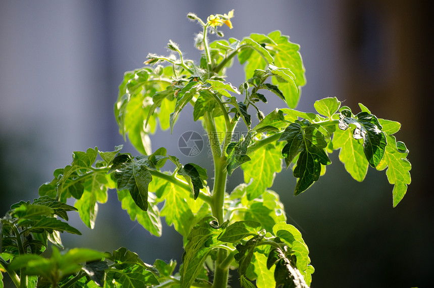 番茄厂叶子植物生长园艺树叶绿色蔬菜图片