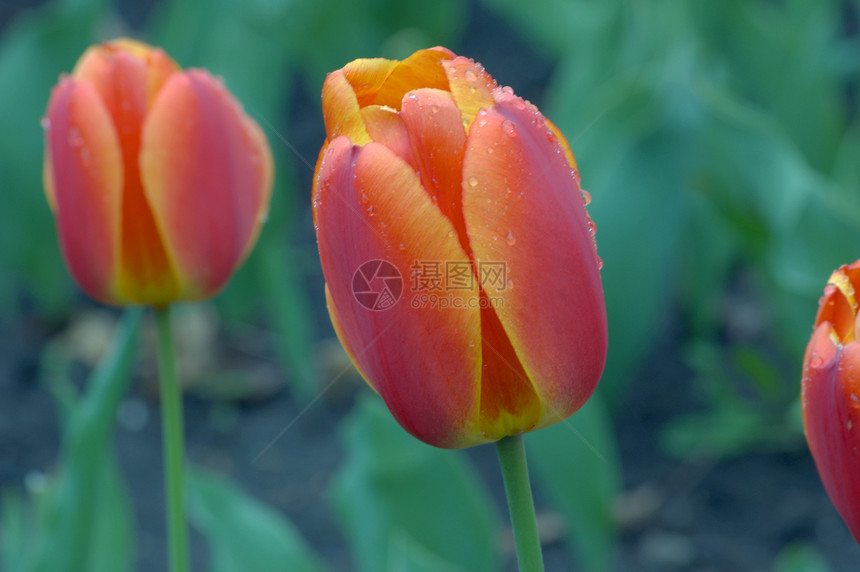 郁金tullip植物生长郁金香场地花瓣绿色季节红色黄色图片