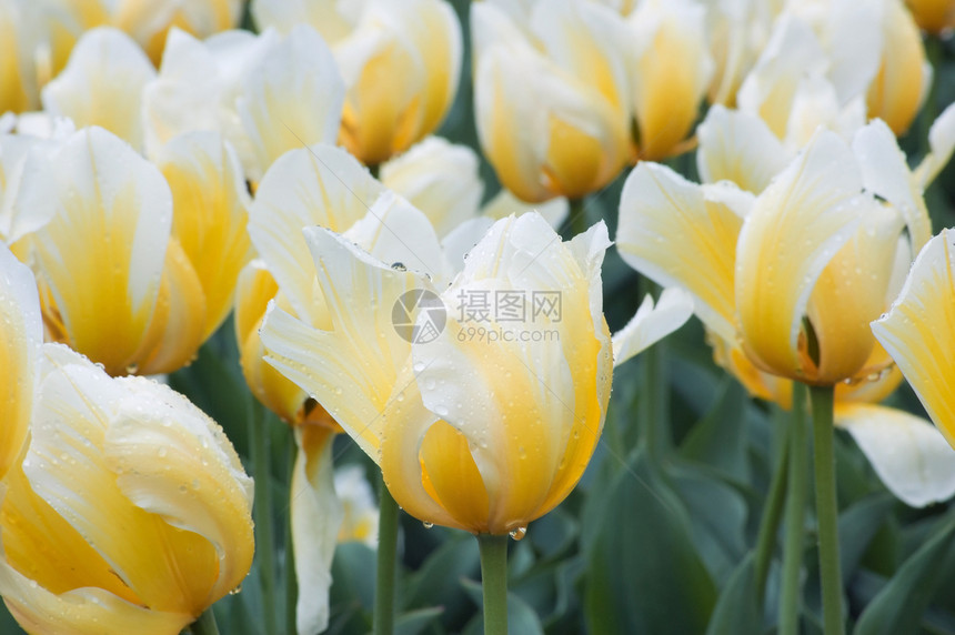 郁金白色场地花瓣生长季节绿色植物黄色郁金香蓝色图片