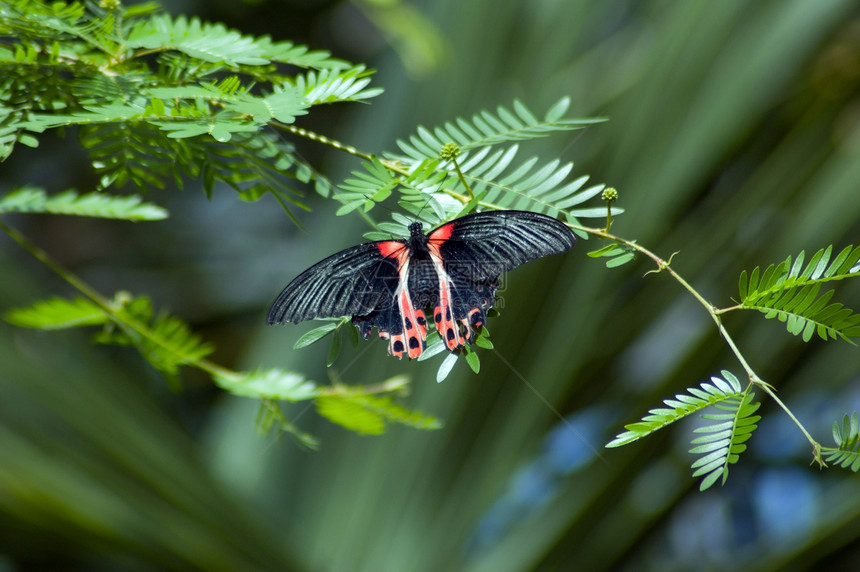 蝴蝶绿色黑色翅膀蓝色昆虫野生动物飞行图片