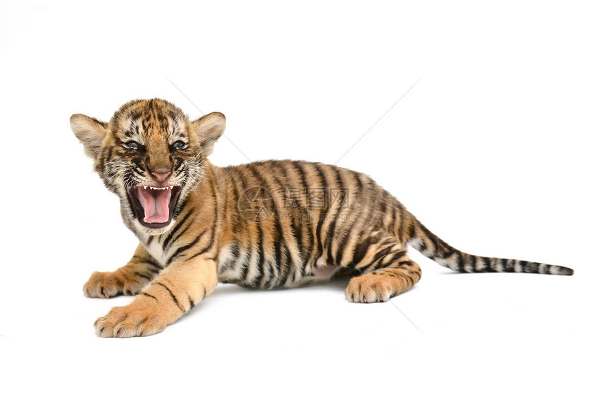 幼老虎动物食肉条纹幼兽哺乳动物婴儿黄色老虎荒野豹属图片
