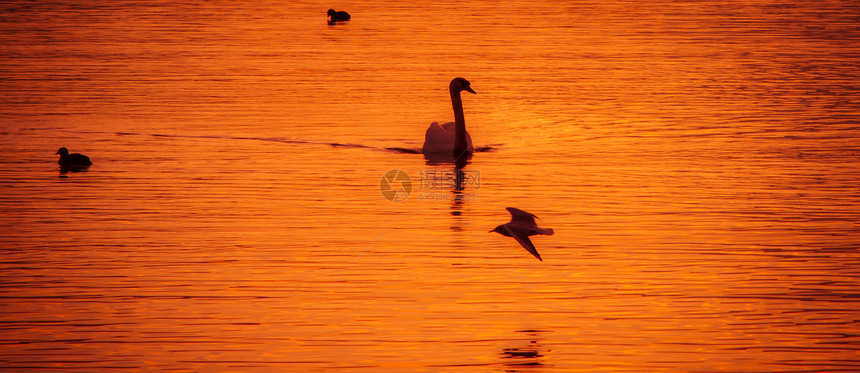 天鹅日落反射白色野生动物阴霾鸟类薄雾镜子动物黑色图片