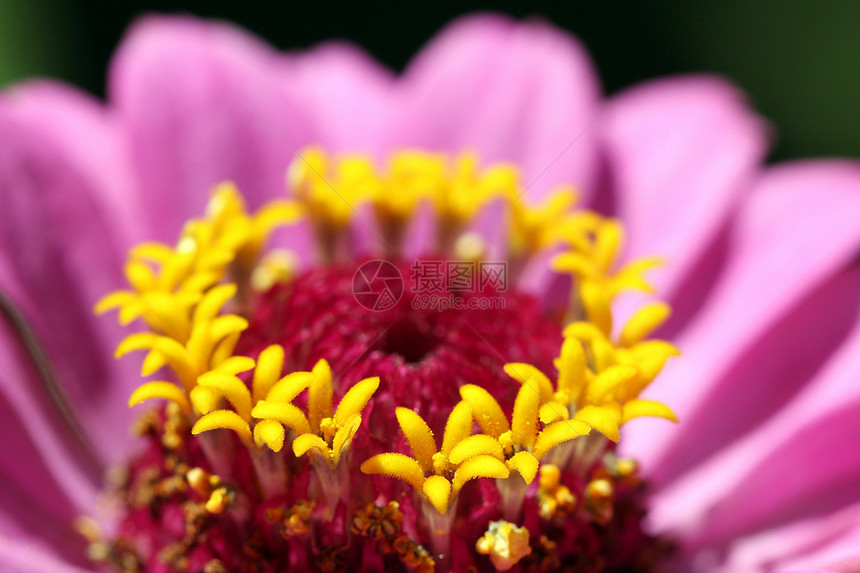 花花的宏观夏季自然背景图片