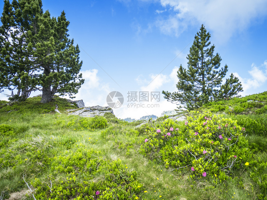 贝亚登堡 瑞士云杉国家公园荒野天空松树高山晴天环境植物图片