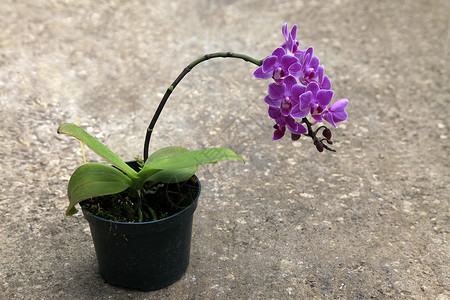 粉红兰花花瓣兰花树叶绿色植物小路红色途径石头情调背景图片