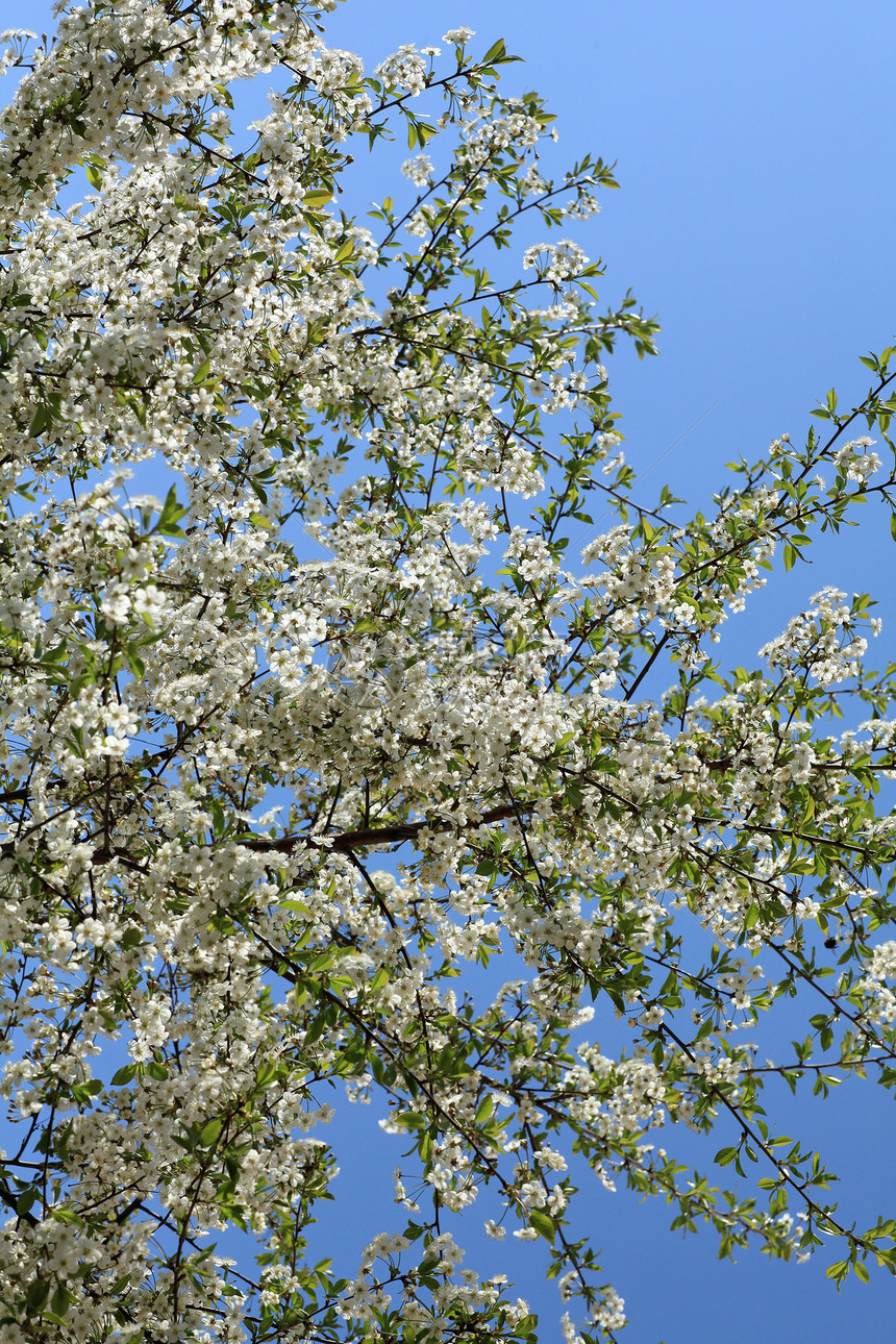 开花樱桃花园蓝色植物花瓣花朵园艺季节白色阳光天空图片