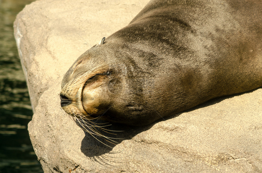 海狮闭合野生动物生活岩石动物海岸哺乳动物海洋自然荒野图片
