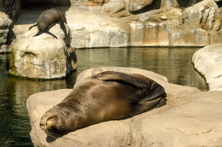 放松的海狮图片