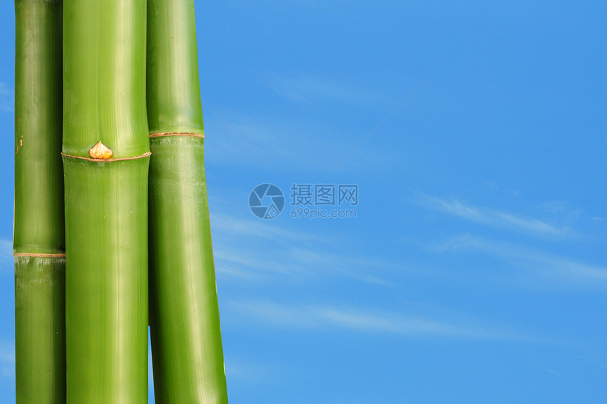 竹竹植物环境天空绿色蓝天热带图片