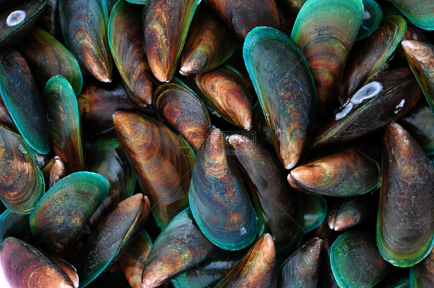 新鲜贝贝类海鲜生食图片