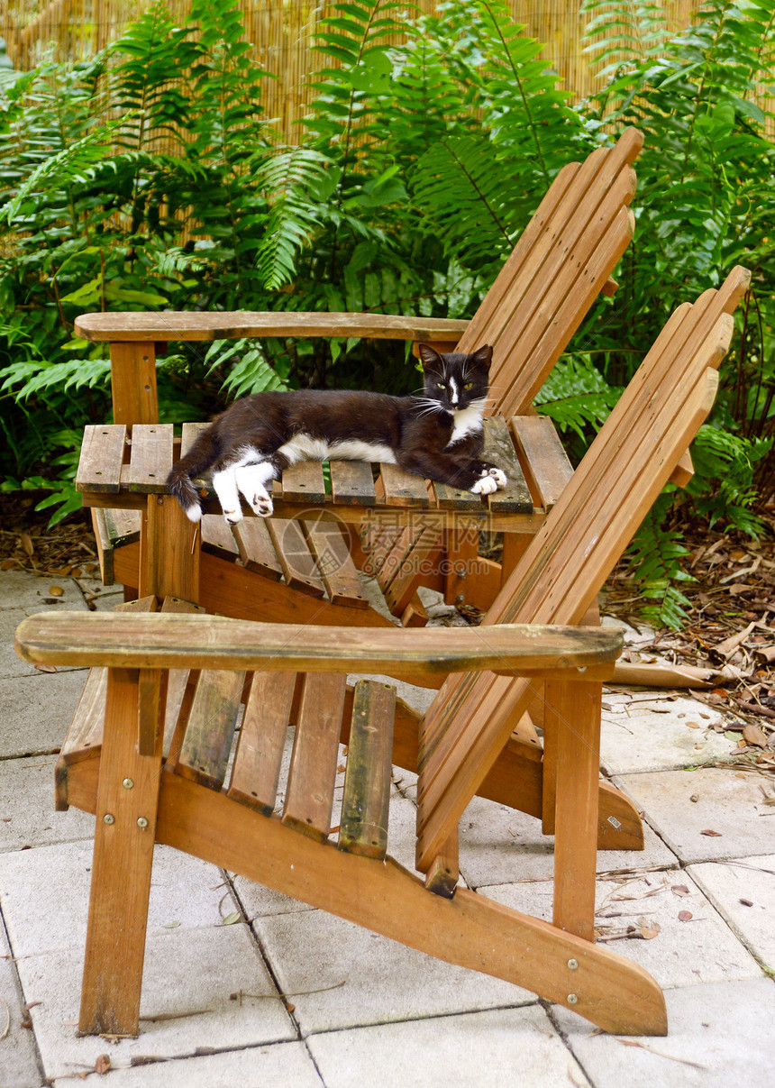 露天猫躺在院子上的Adirondack椅子上图片