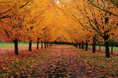 秋季公路叶子黄色季节树干背景图片