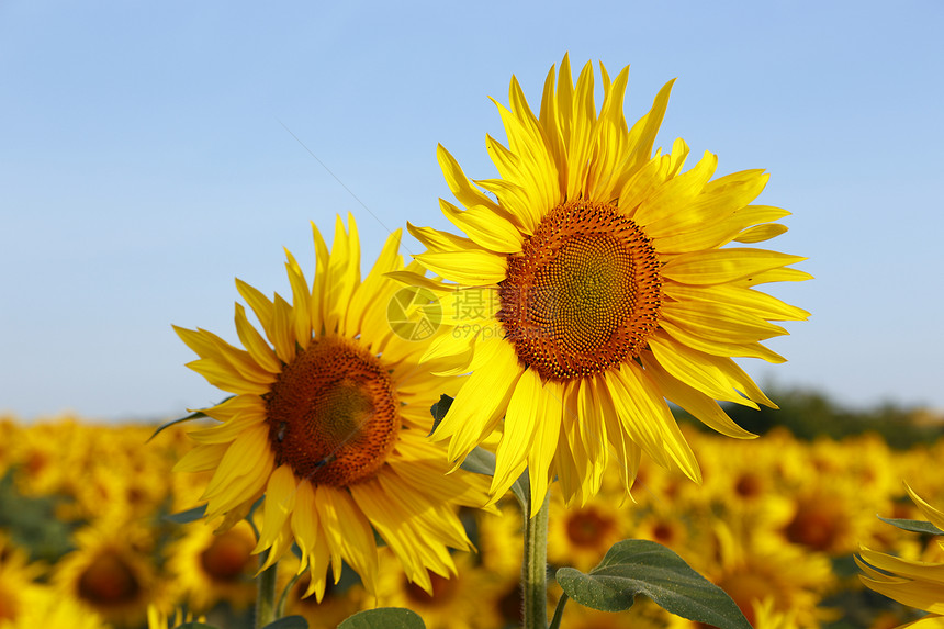 向日向农业种子花瓣文化晴天阳光叶子向日葵种植园农场图片