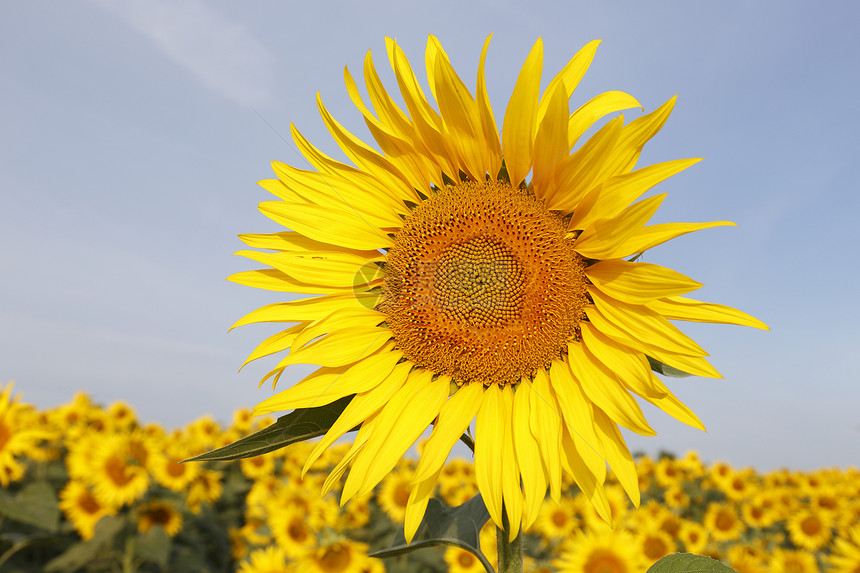 向日向太阳阳光国家种子草地蓝色花瓣农场生长植物群图片