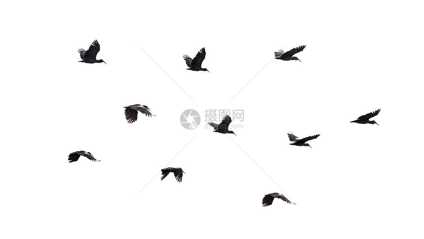 飞行中的鸟类天空野生动物动物速度航班运动翅膀图片