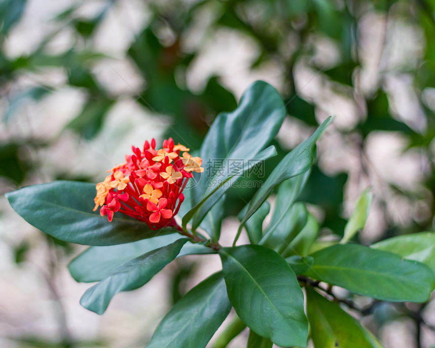 红花植物群花粉花园植物学衬套场地生态热带花蜜生长图片