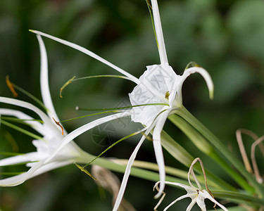 白宝石花粉仙丹热带草药眼睛火焰家庭丛林咖啡植物高清图片