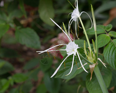 白宝石生长火焰草药咖啡植物群叶子花园婚礼丛林仙丹高清图片