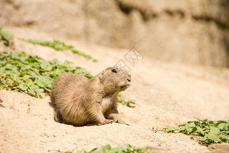 危险地Cute marmot正在寻找危险背景