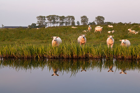 荷兰格罗宁根河流中鲜有的绵羊背景