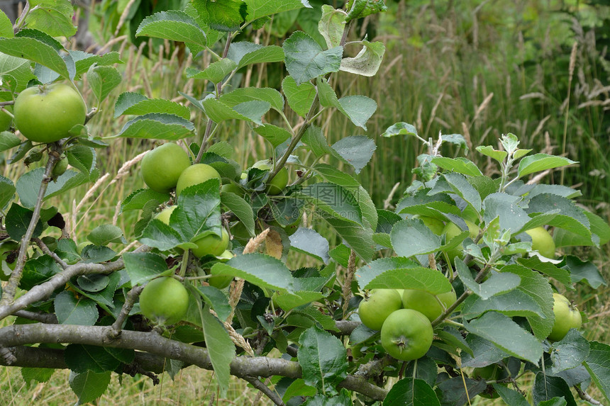 小苹果种植图片