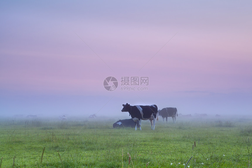 日出时 牛群在的草上图片