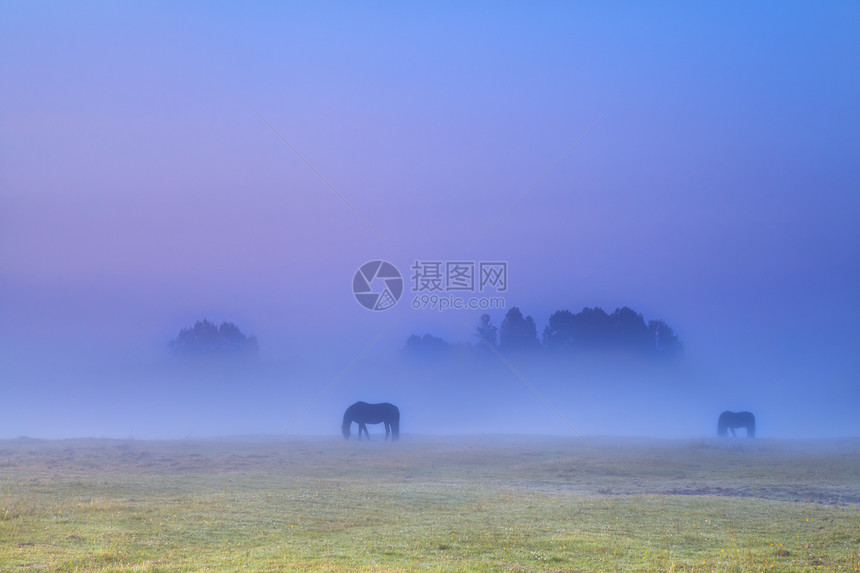 在浓雾中放牧的木马背影图片