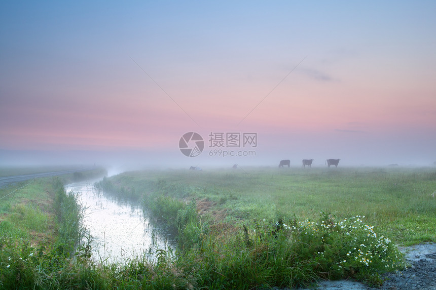 在薄雾的草地上图片