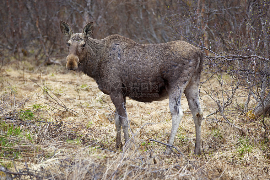 野鹿公园场地动物驼鹿野生动物麋鹿森林荒野乡村哺乳动物图片