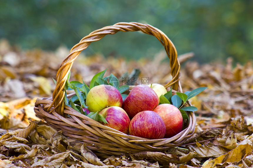 秋天花园篮子里的新鲜苹果农业花园园艺叶子收成农场树叶生物感恩生态图片