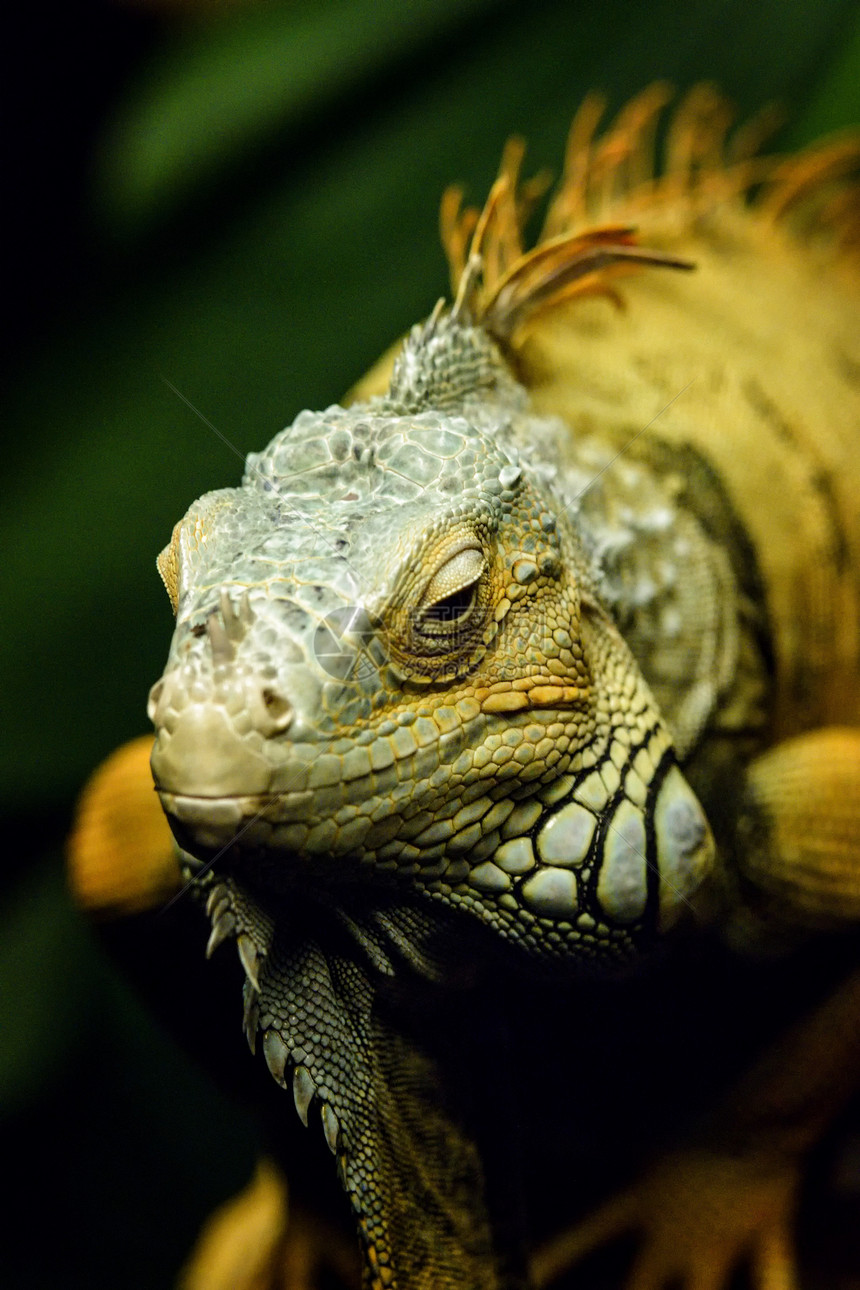 Iguana 蜥蜴鬣蜥爬虫图片